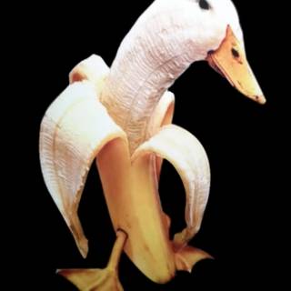 Banana duck wallpaper