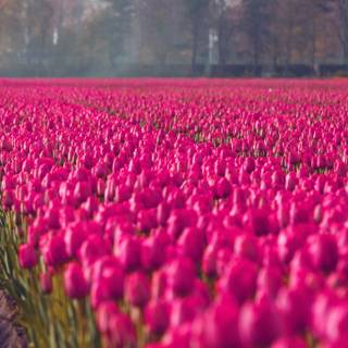 Rose spring wallpaper