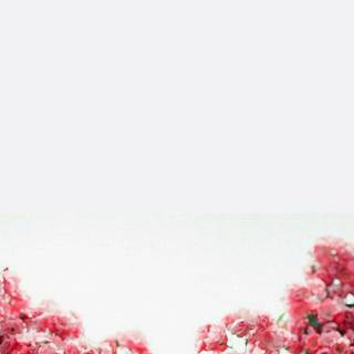 Rose spring wallpaper