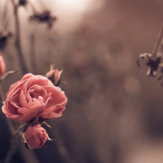 Rose spring wallpaper