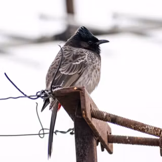 Red Vented Bulbul wallpaper