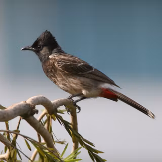 Red Vented Bulbul wallpaper