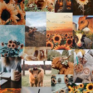 Cow collage wallpaper