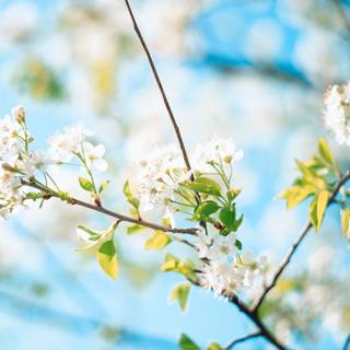 Spring outside phone wallpaper