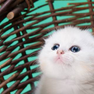 Cute cat 2023 wallpaper