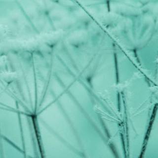 Blue and green winter wallpaper