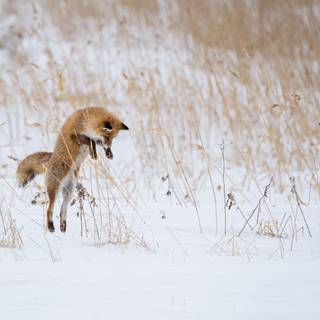 Winter animals PC HD wallpaper