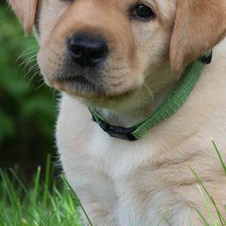 Cute dog 2023 wallpaper