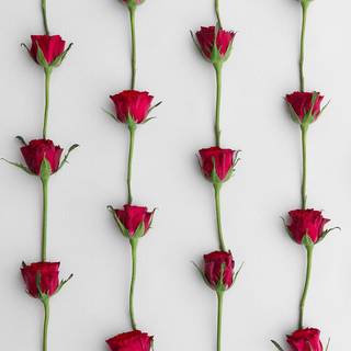 Spring dark pink and red wallpaper