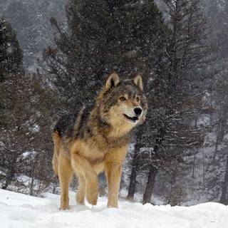 Winter forest animals wallpaper