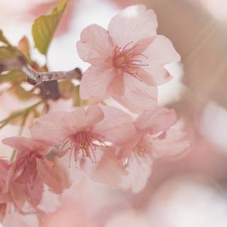 April 2023 calendar wallpaper