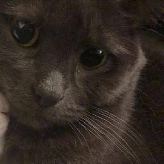 Matching cat wallpaper