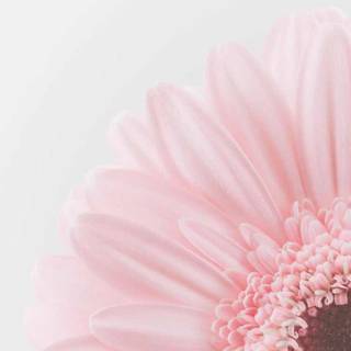 Cozy spring aesthetic wallpaper