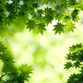 Spring eye wallpaper