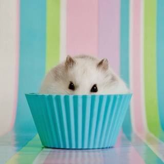 Preppy hamster wallpaper