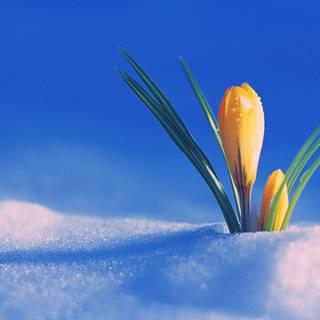 Start spring wallpaper