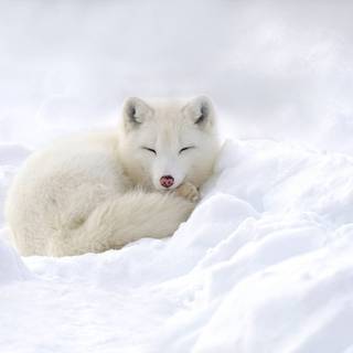 HD winter fox wallpaper