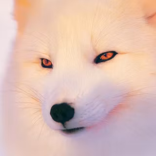 HD winter fox wallpaper