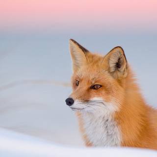 HD winter fox wallpaper