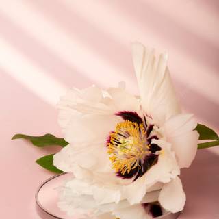 Cute flowers spring wallpaper