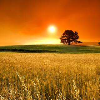 Sunset grass wallpaper