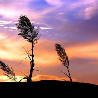 Sunset grass wallpaper
