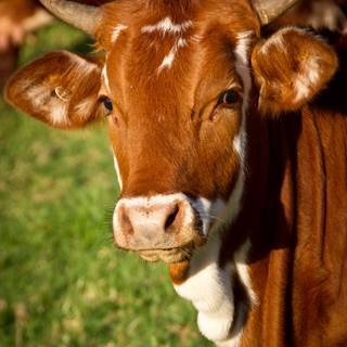 Cow closeup wallpaper