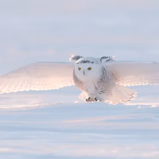 Snow owl wallpaper