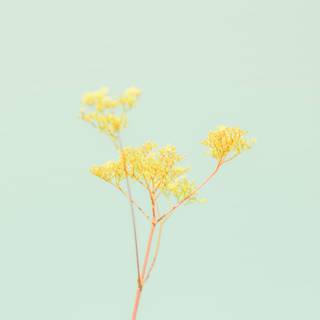 Aesthetic spring yellow wallpaper