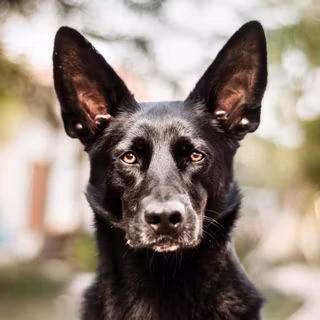 Dutch Shepherd wallpaper