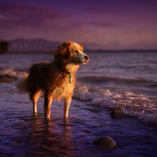 Dog at the beach wallpaper