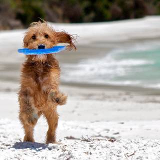 Dog at the beach wallpaper