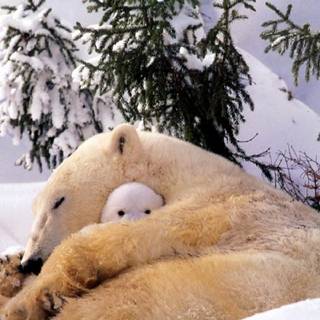 Animals in the snow wallpaper