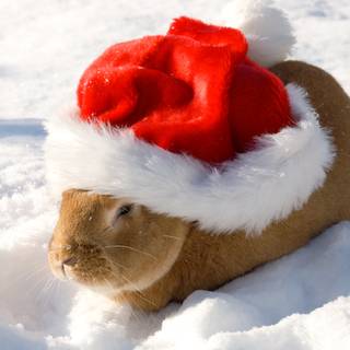 Cute winter bunny wallpaper