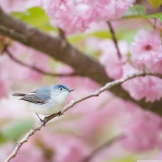 Love birds spring wallpaper
