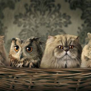 Funny Kawaii animals wallpaper