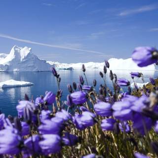 Arctic beauty wallpaper