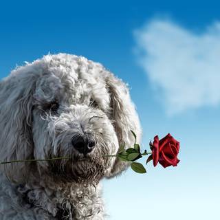 Dog Happy Valentines wallpaper