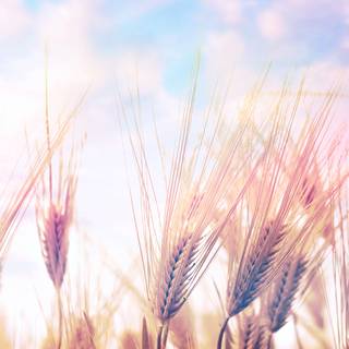 High quality spring wallpaper