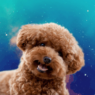 Goldendoodle puppy wallpaper
