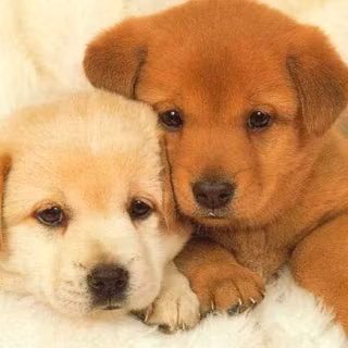 Cute puppy 2023 wallpaper