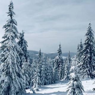 Winter pine snow trees wallpaper