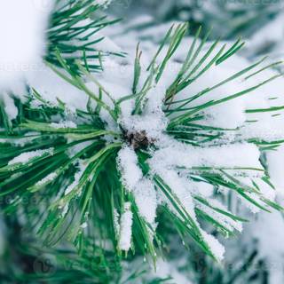 Winter pine snow trees wallpaper