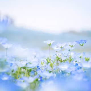 Nemophila wallpaper
