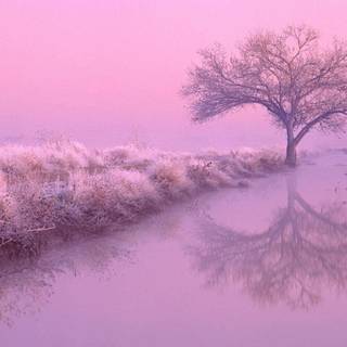 Light pink desktop wallpaper