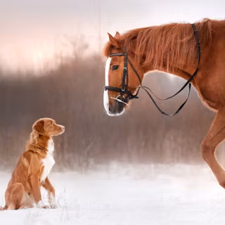 Dogs and horses wallpaper
