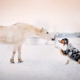 Dogs and horses wallpaper
