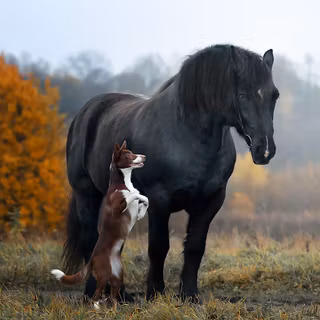 Dogs and horses wallpaper