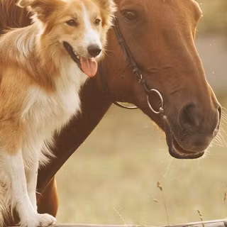 Dogs and horses wallpaper