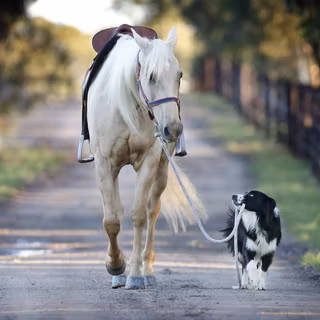 Dogs and horses wallpaper